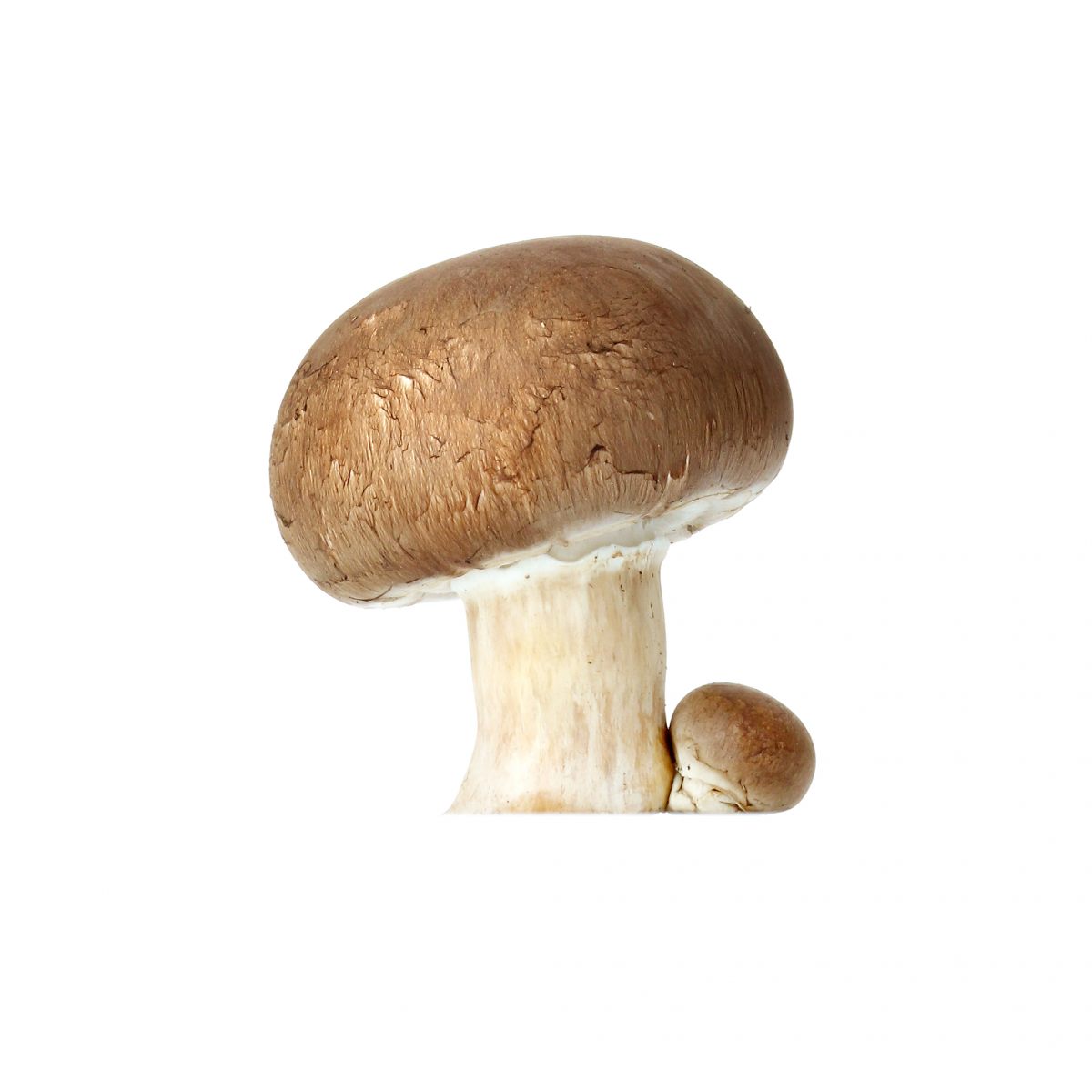 Méthode de culture des champignons de Paris (2) - champignons de Paris